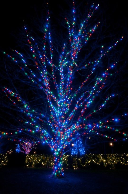 A large tree wrapped from trunk to every branch tip in blue, green, red and white mini lights, with lit hedges behind it